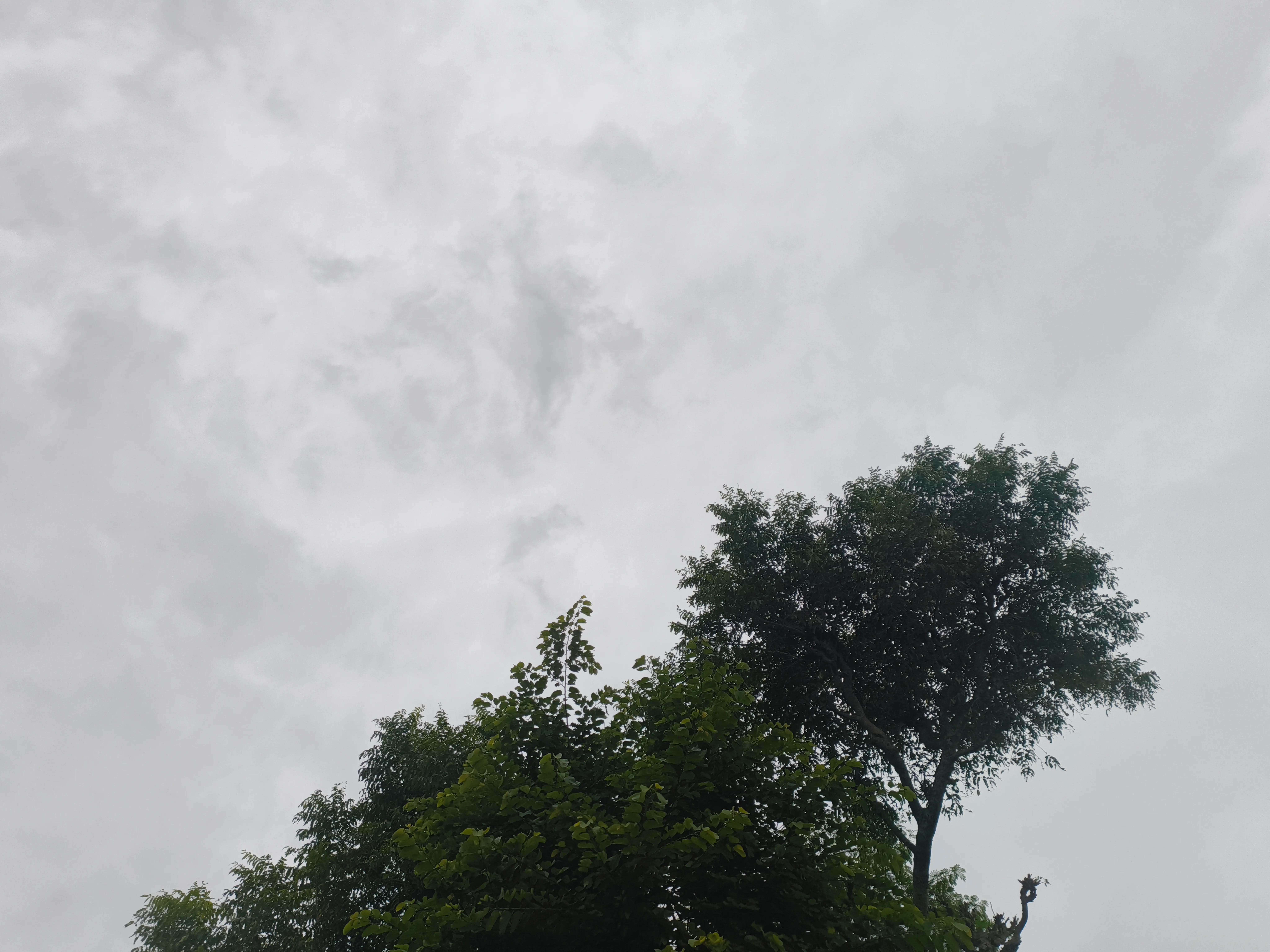 Sky and a single tree in Nepal